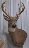 (AB) 9pt White-tailed Deer Shoulder  Mount