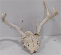 (AB) Deer antlers on a partial skull
