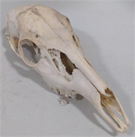 (AB) Deer skull
