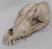 (AB) Canine skull