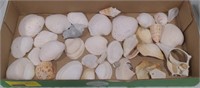 (AB) Box of various sea shells