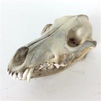 Small Animal Skull