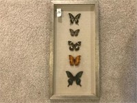 FRAMED BUTTERLIES