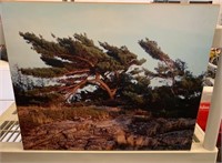 Hardboard Windswept Pines Photo