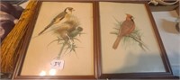 Old Bird Paintings