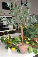 Olive Tree 2''