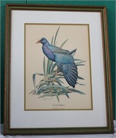 Framed "Purple Gallinule" by Guy Coheleach