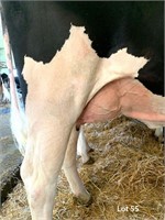 Weeksdale Impression Lexa Rae VG-87 3yr