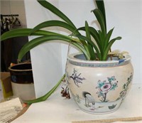 Plant in Ceramic Pot