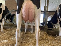 Earincliffe Roble Barb VG-87 2yr