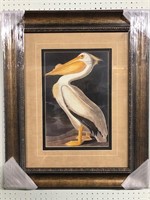 John James Audubon "White Pelican"