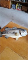 17 inch mounted smallmouth bass