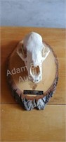 European mounted bear skull, Telesky taxidermists