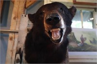 Black bear taxidermy head mount
