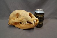 Bear skull #2