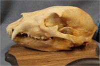 Bear skull #3