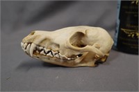 Fox skull