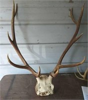 5 Point Elk Antlers