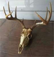 5 Point White Tail Deer Antlers and Skull