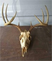 4 Point White Tail Deer Antlers and Skull