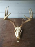 4 Point White-Tailed Deer Antlers and Skull
