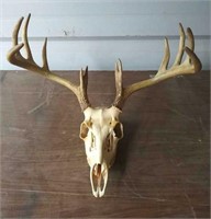 6 Point White Tail Deer Antlers and Skull