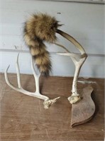 4 Point White Tail Deer Antlers, Raccoon Tail