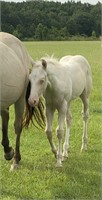 AQHA and APHA HCG x Peppys Little Jazzy Jo FILLY