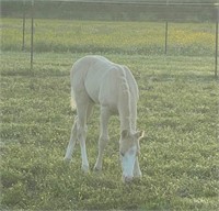 2021 AQHA and APHA  HCG x Easy Fitz COLT