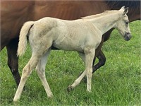 2021 AQHA/APHA HCG x Miss Boon Twenty One FILLY