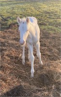 2021 APHA HCG x Quixotes Smokin Lena COLT