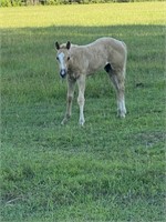 2021 AQHA and APHA HCG x Sonitas FoxRoyal Gal COLT