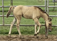 2021 AQHA and APHA HCG x Sugs Elegant Plum FILLY