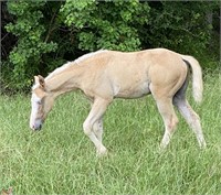 2021 AQHA/APHA HCG x Shiners Little Honey FILLY