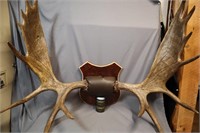 Large Moose antlers mounted