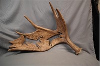Large carved Moose antler
