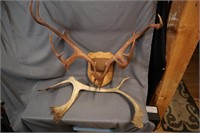 Caribou antlers mounted + drop