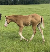 2021 AQHA and APHA HCG x Iwannabeinpictures COLT