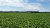 Saline County IL 40+- Acres Level Cropland