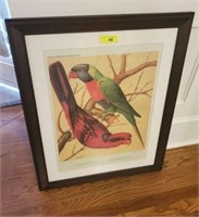 SIGNED PARROT PRINT