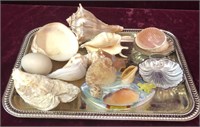 Tray with Seashell Decor