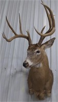 (AB)9pt  White-tailed Deer Buck Shoulder  Mount