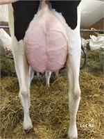 Sunny Maple Doorman Tyra VG-87 3yr