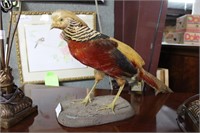 Taxidermy Pheasant w/ base, 12”h