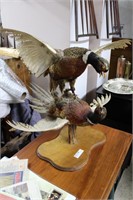 Taxidermy Pheasant’s fighting on stand, 25”h.