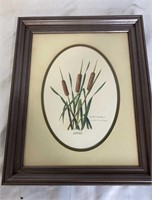 “Cattails Typha Latifolia” by Nellie Meadows