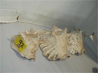 3 CONCH SHELLS