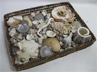 13.5"x 10"x 2" Basket Full Of Assorted Sea Shells