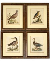 Set of 4 Antique Colored Engravings of Birds.