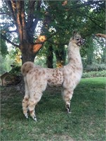 Firecracker Online Llama Auction